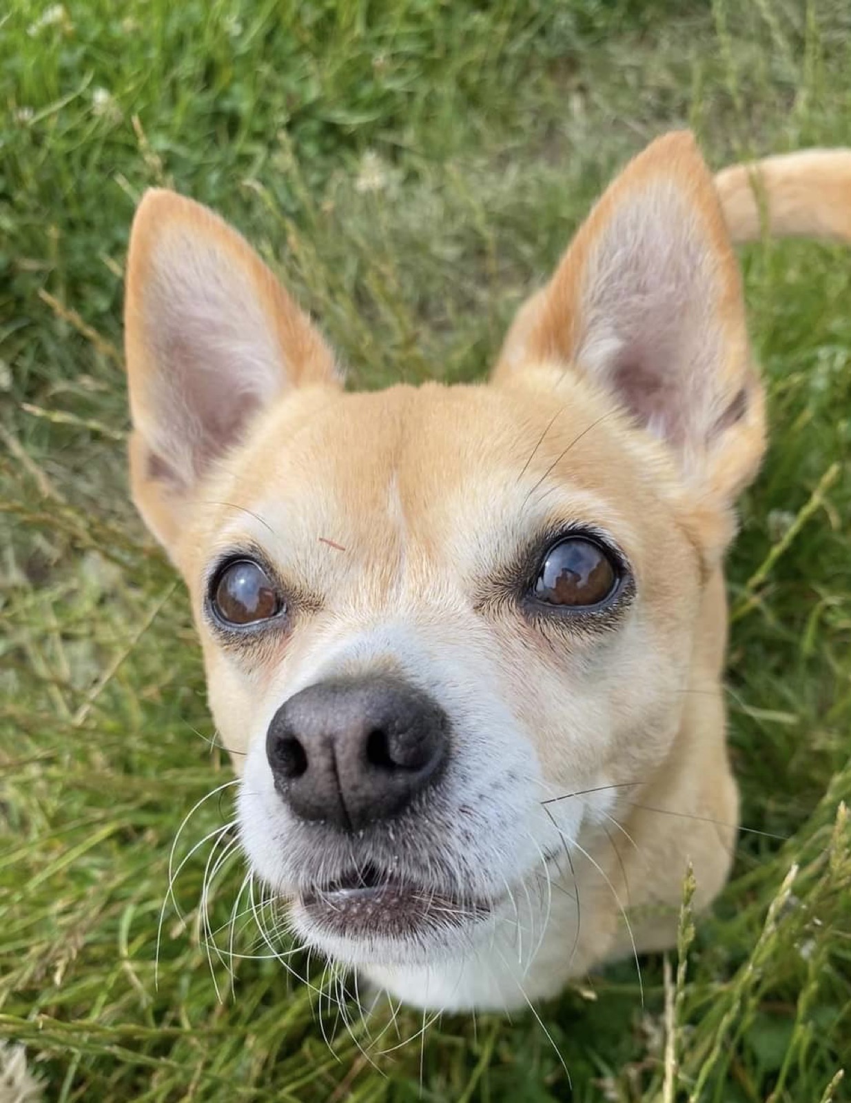 A little chihuahua cross looking up sweetly from the grass