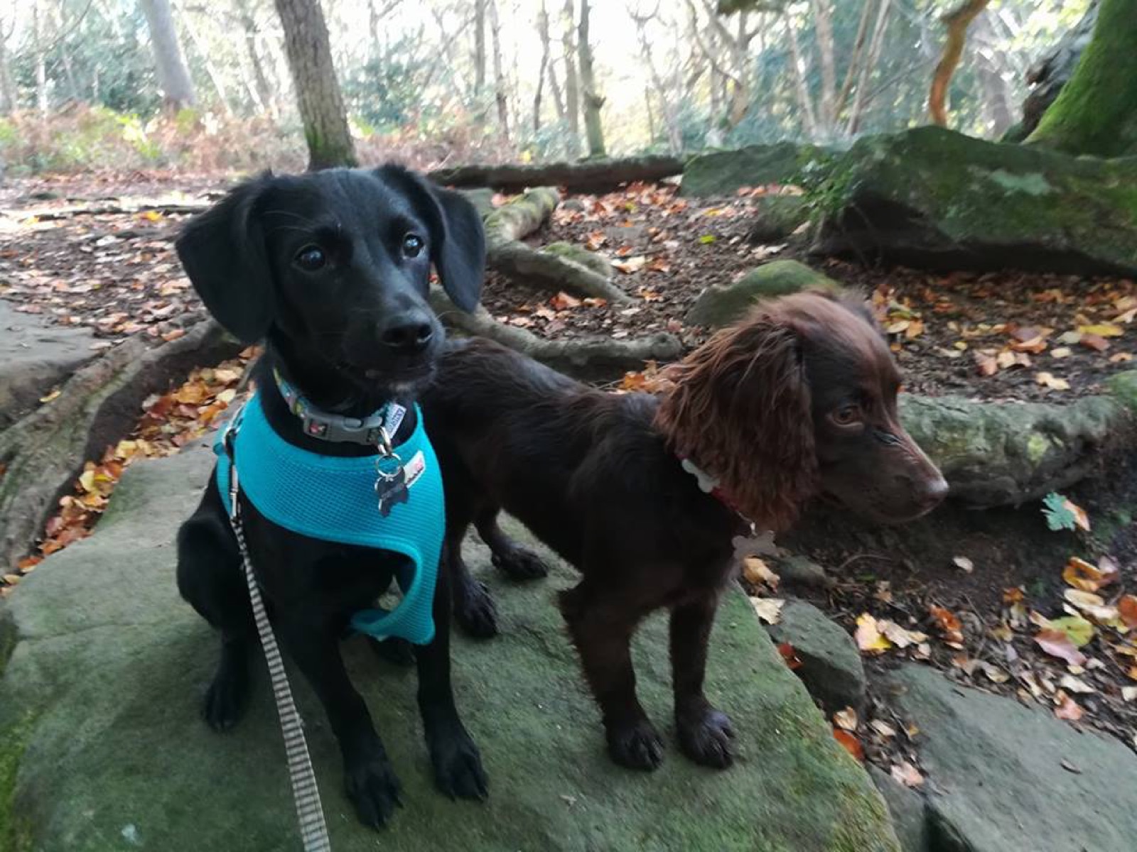 A black labrador in a turquoise harness with a spaniel friend on woodland rocks