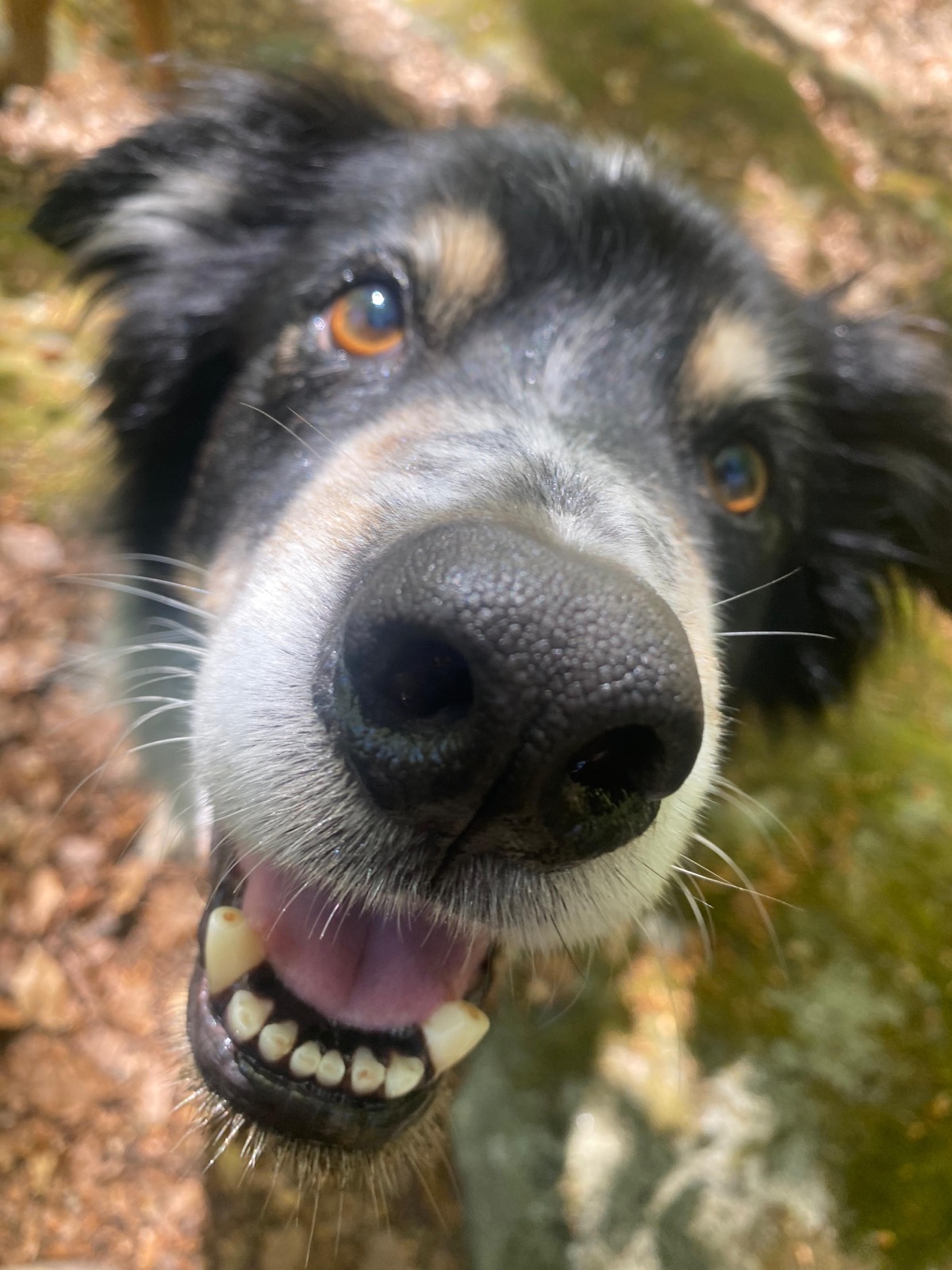 A border collie saying hello nose-first to the camera