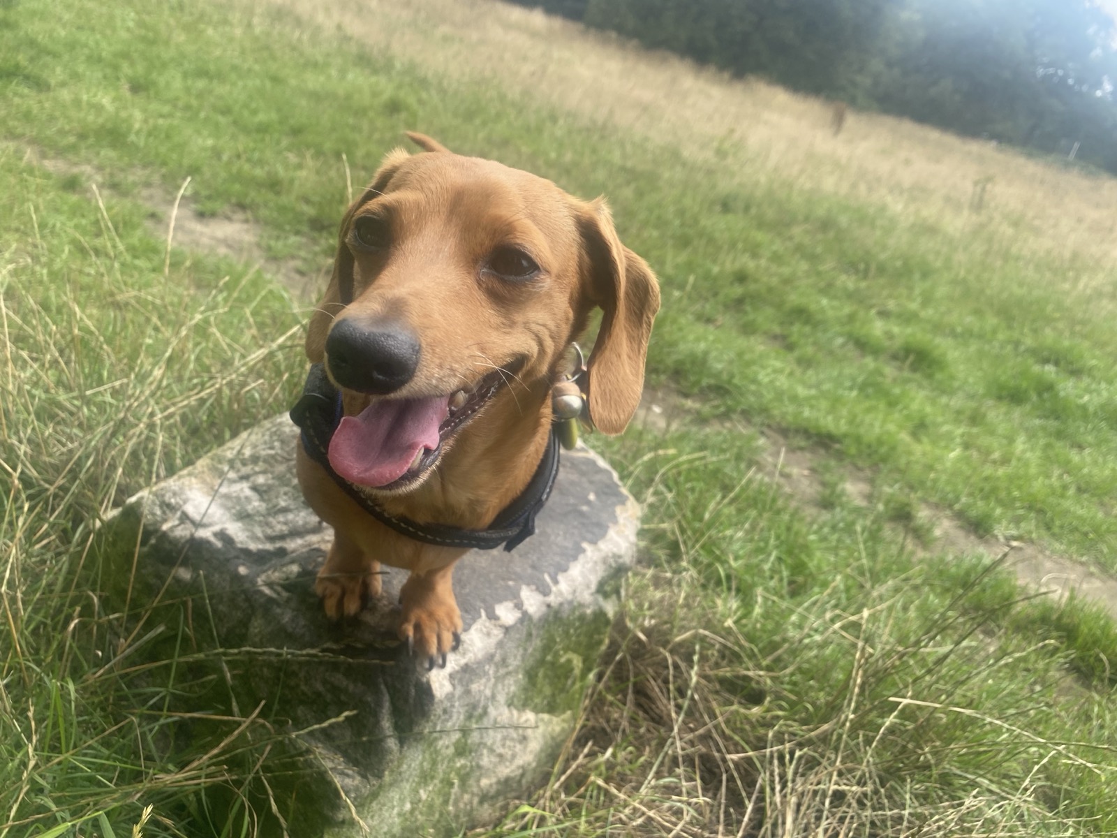 A dachshund sitting proudly on a rock in a sunny meadow