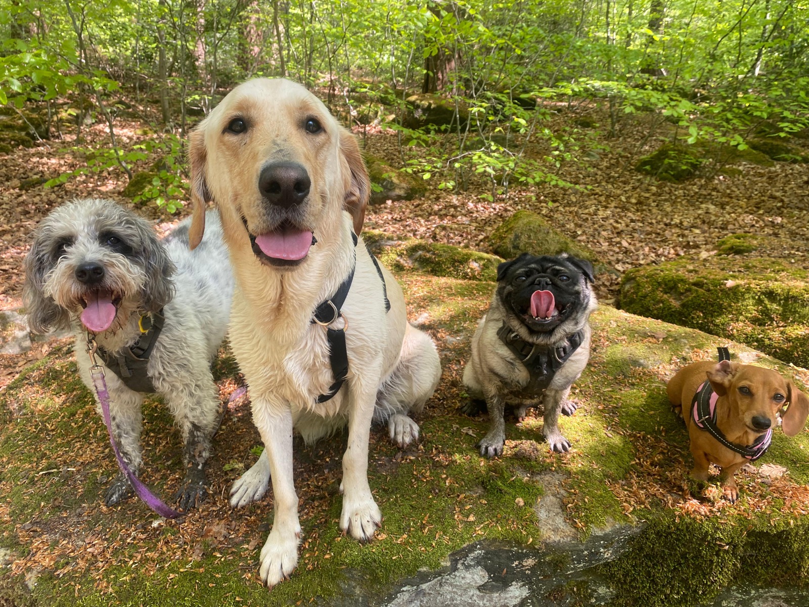 Four dogs sitting together for a photo on a woodland group walk