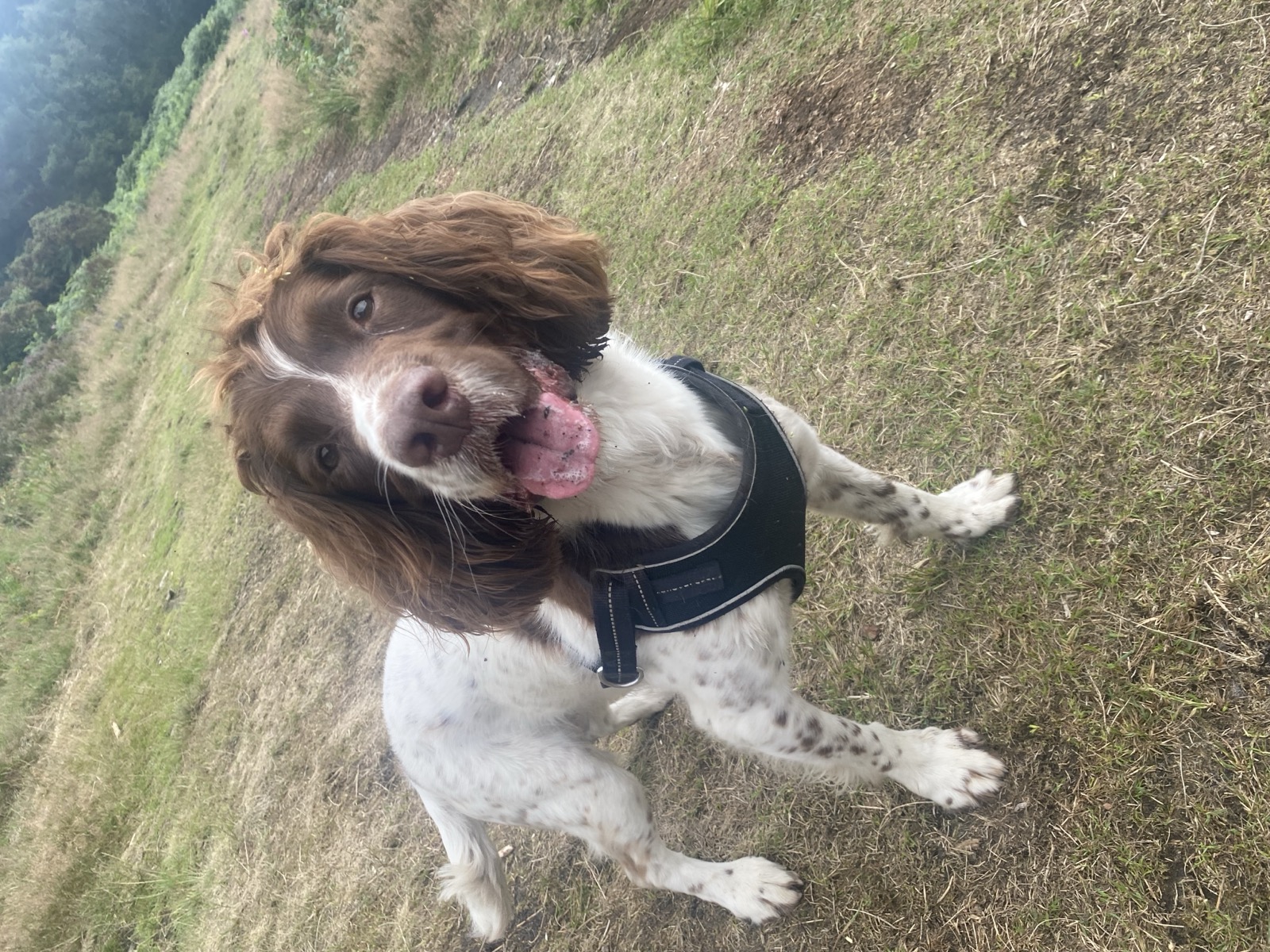 A springer spaniel smiling on a woodland trail