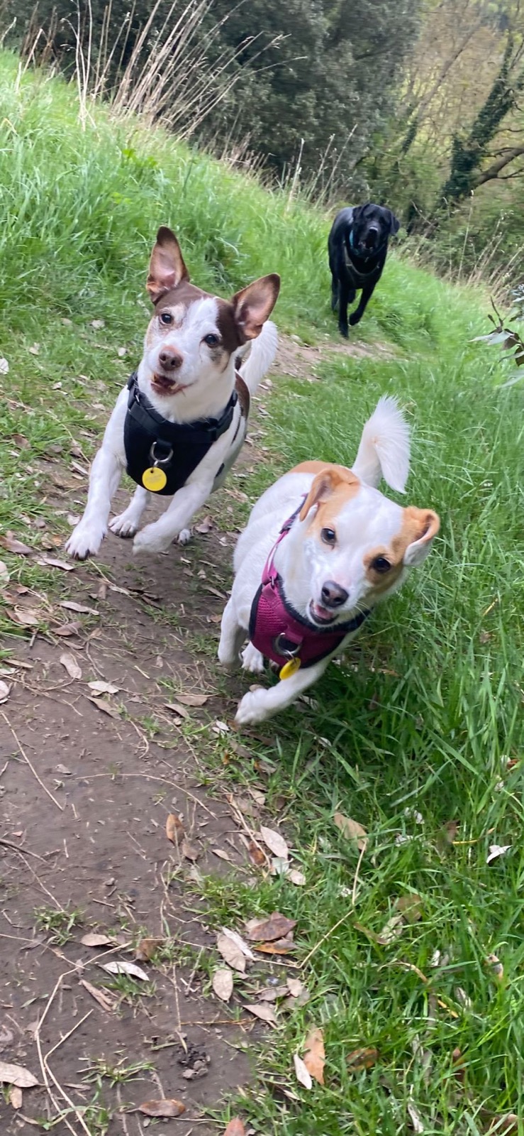 Two jack russells racing down a grassy path
