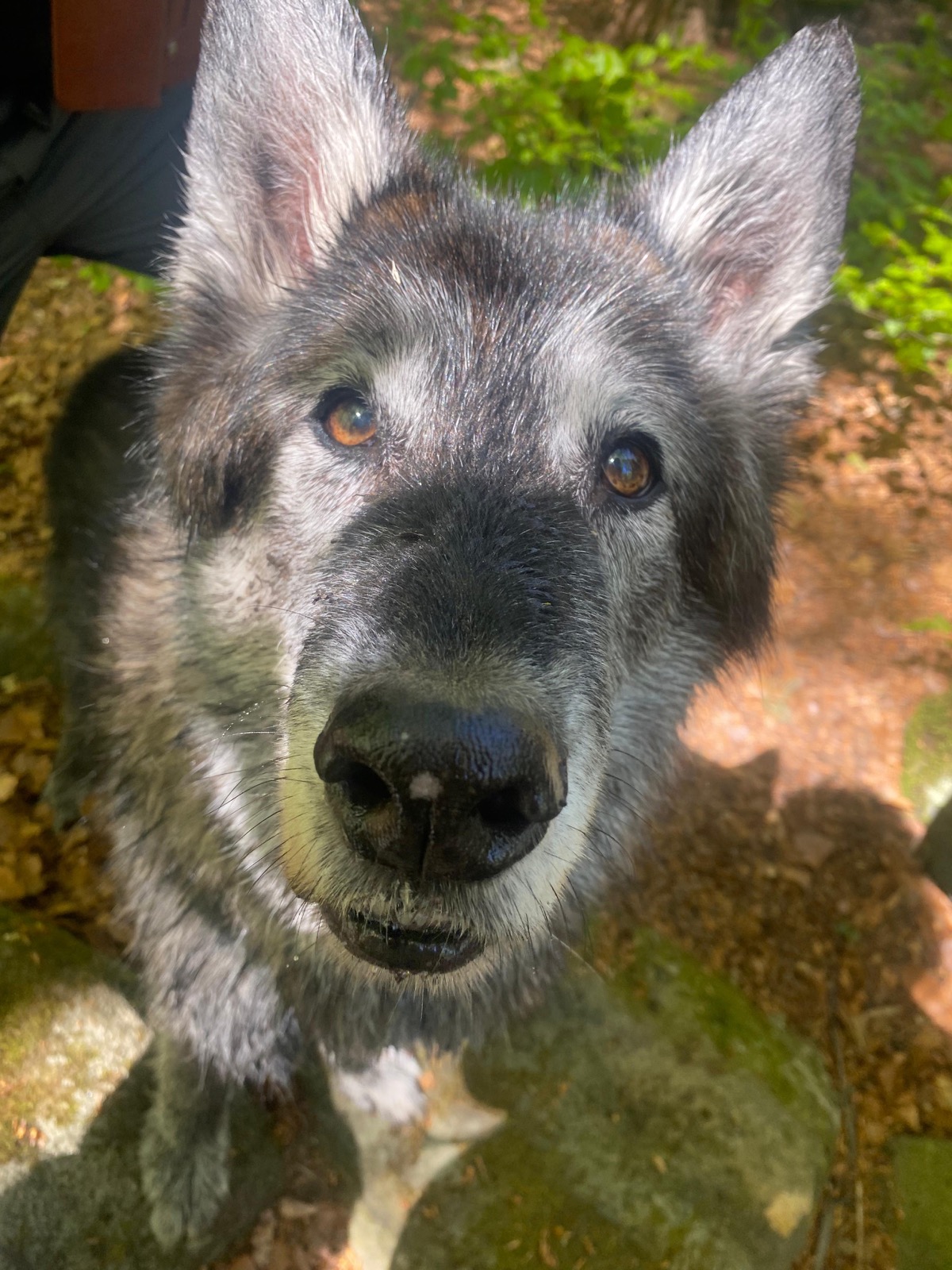 A wolfish grey dog looking up at the camera in the woods