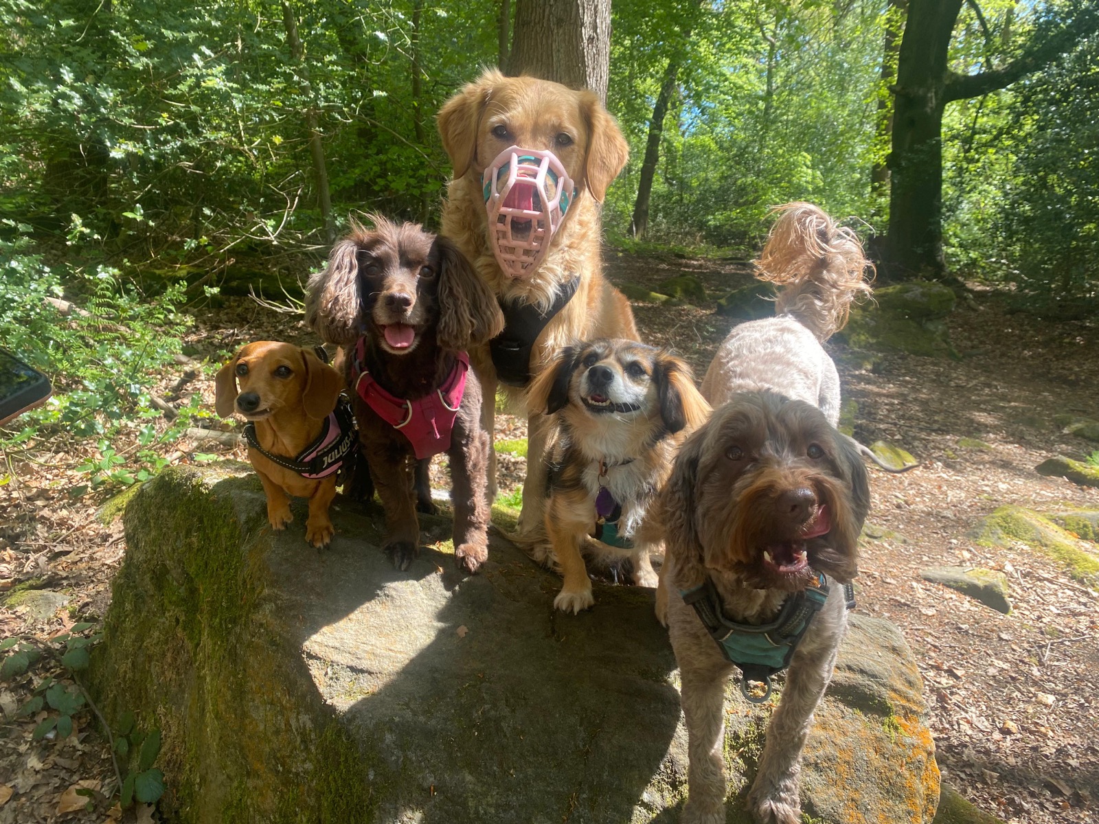Six happy dogs posing together on a rock in the North Leeds woods