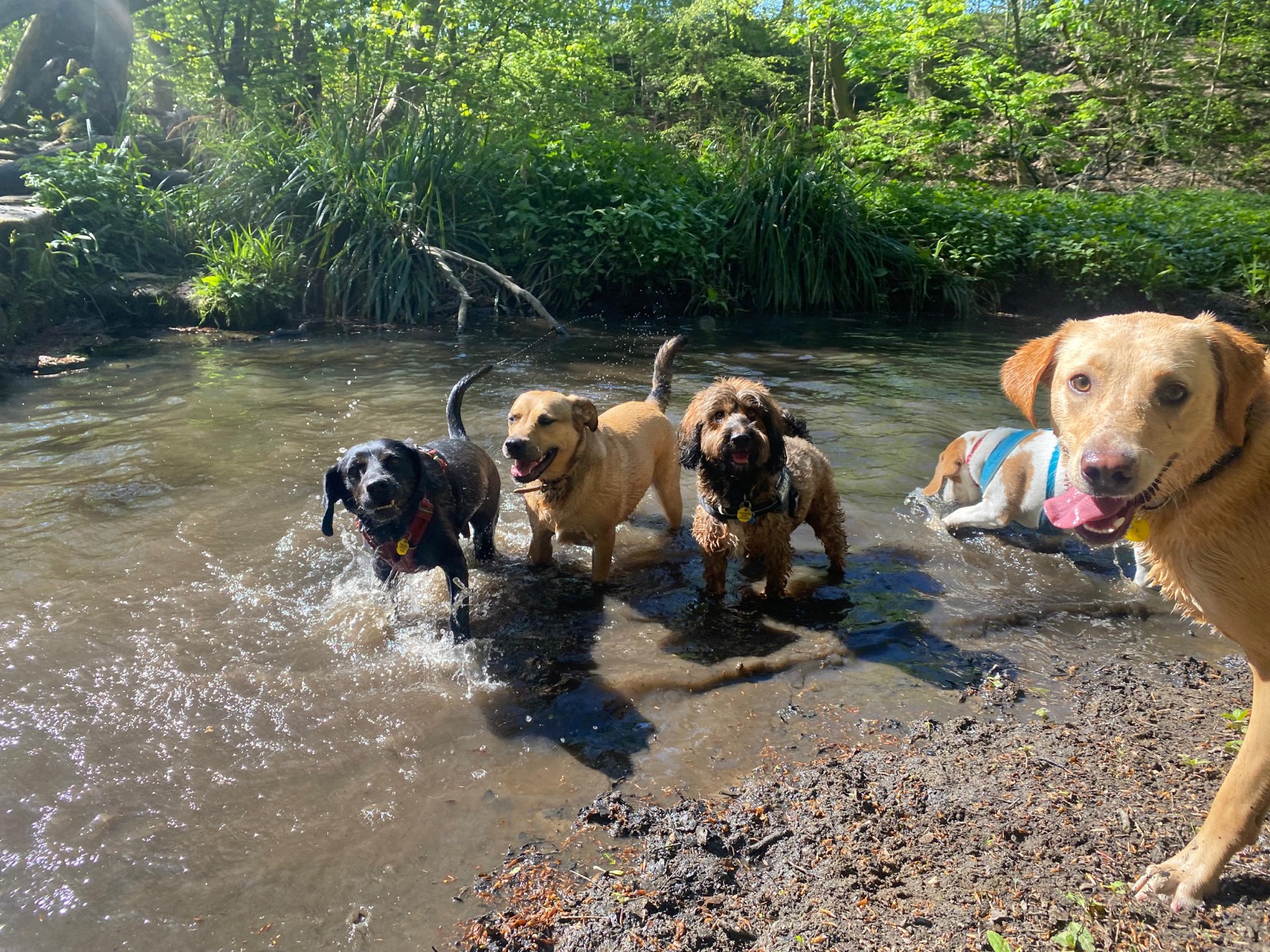 Five dogs splashing through a woodland stream on a group walk