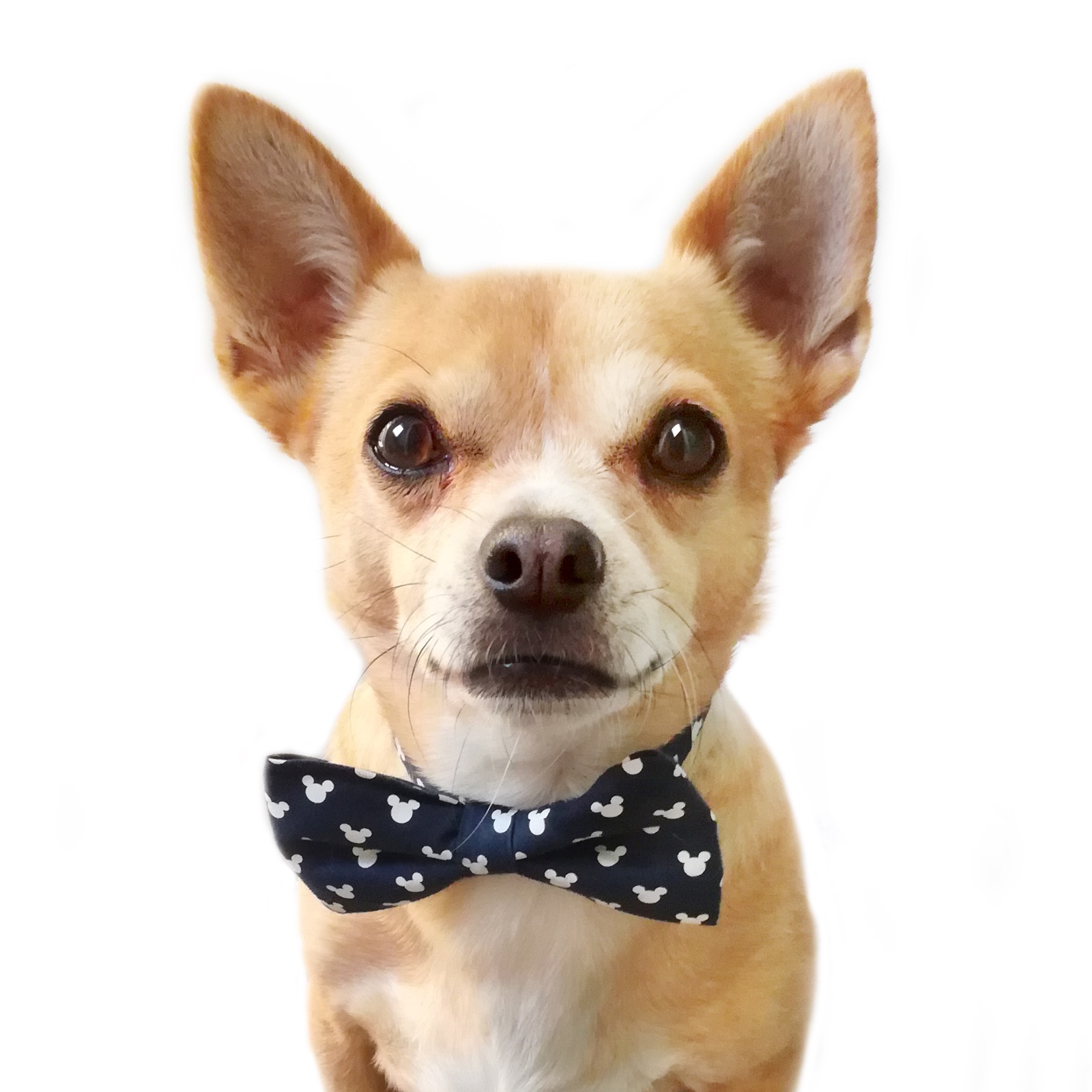 Scooby the chihuahua wearing a smart bow tie