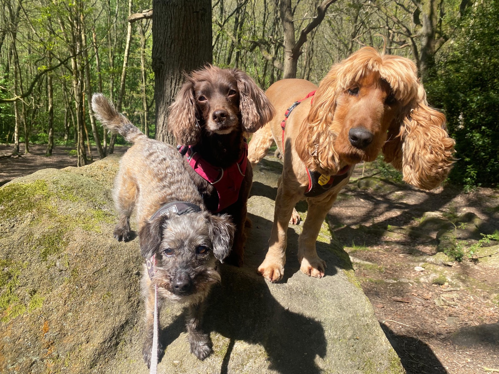 Three dogs posing together on a boulder during a woodland group walk